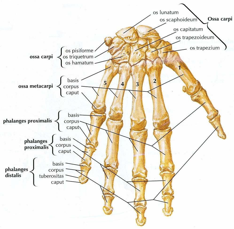 Şekil 1.2. Sol el iskeletinin dorsal görünüşü. (FH Netter (Cumhur M, Çev. Ed.) İnsan Anatomisi Atlası ndan alınmıştır).