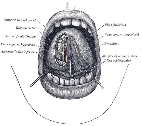 Cavum Oris The mouth cavity.