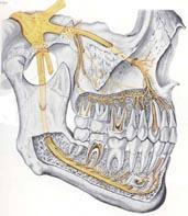 Trigeminal Sinir ve Diş Anestezisi Trigeminal sinirin mandibular dalından kaynaklanan inferior alveolar sinir, damarla birlikte kollum seviyesinde mandibula içine girerek, foramen ovale den cilt