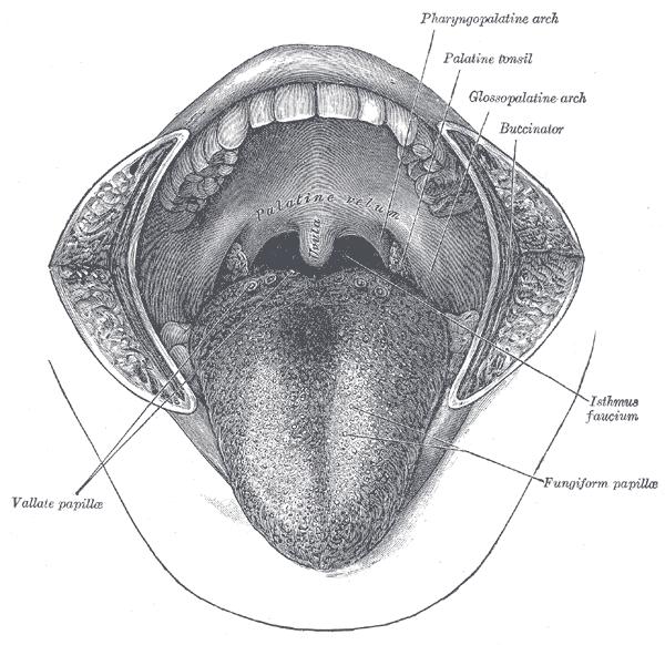 Dil The mouth cavity.