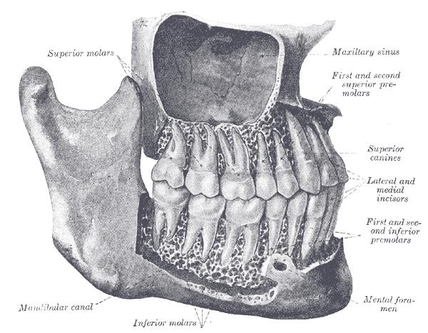 DİŞ The permanent teeth, viewed from the right.