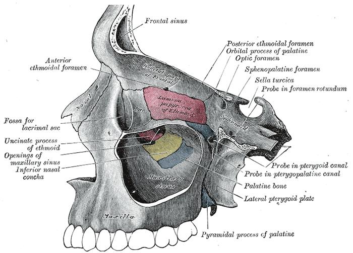 Üst Çene Kemiği ( Os Maxilla ) Left