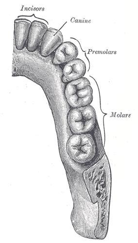 DİŞ Permanent teeth of right half