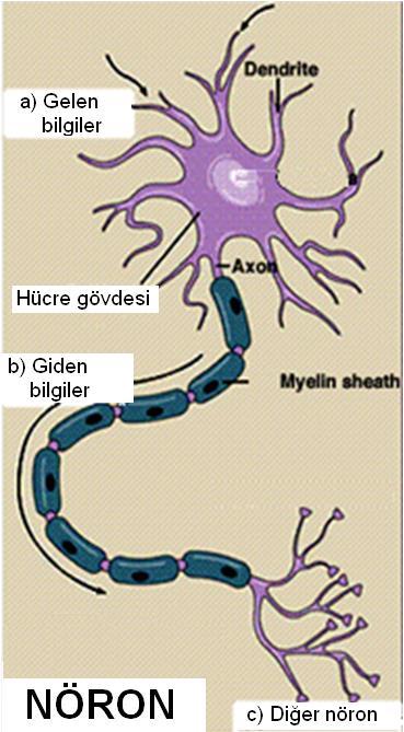 Dentrit: Uyarıcı sinyallerin alındığı giriş bölgeleridir.