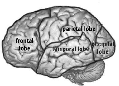 Hemisferler: Frontal lob (1) Paryetal