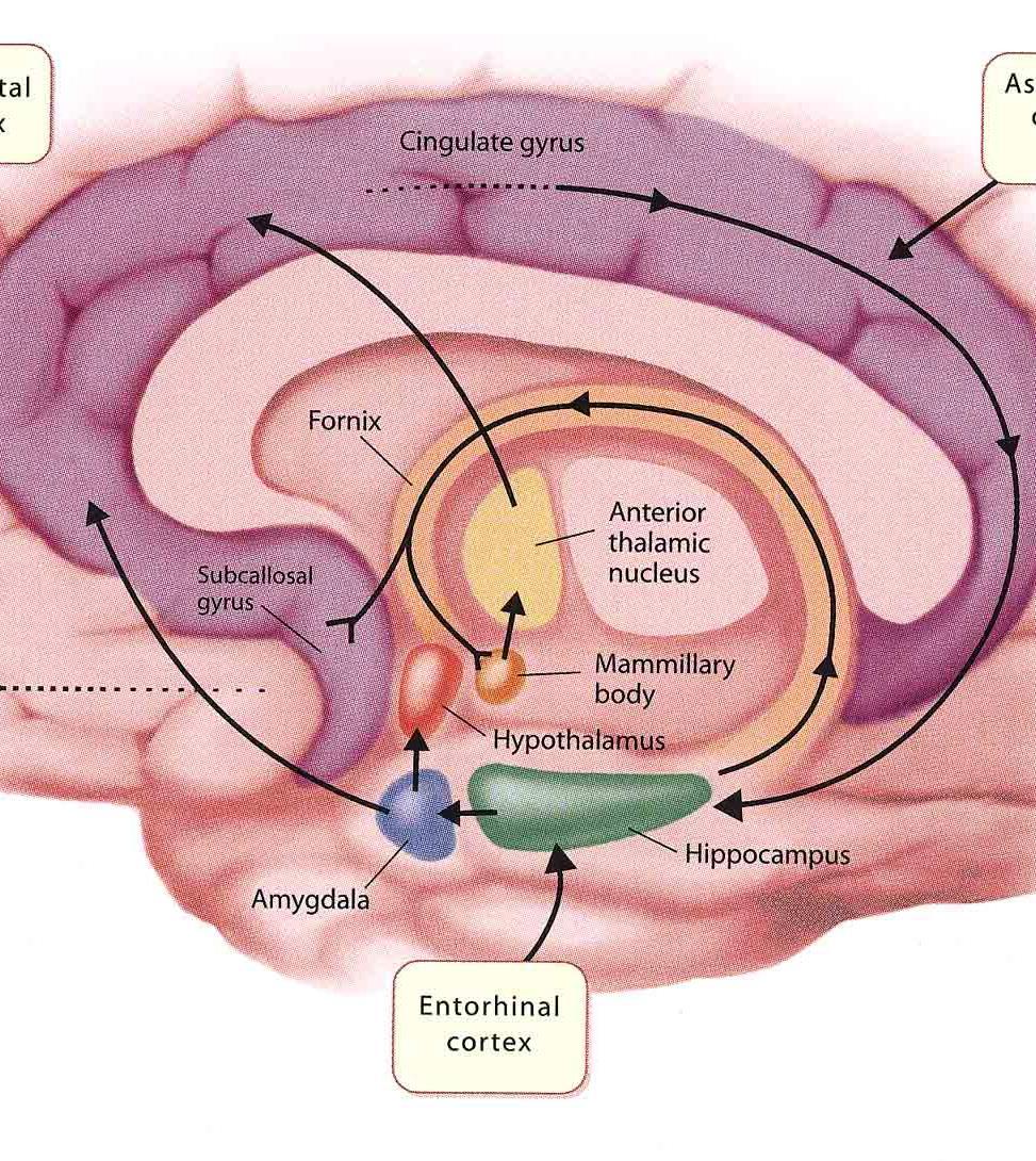 Limbik sistem Hipokampus,amigdala, mamiller cisimcik,
