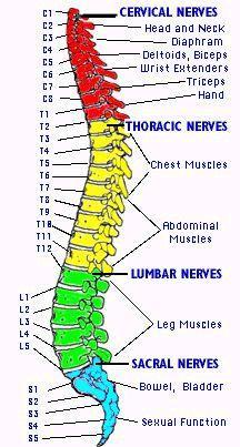 SERVİKAL SİNİRLER Baş ve boyun Diafram Deltoid ve bisepsler Bilek ekstensörleri Triseps El TORASİK SİNİRLER