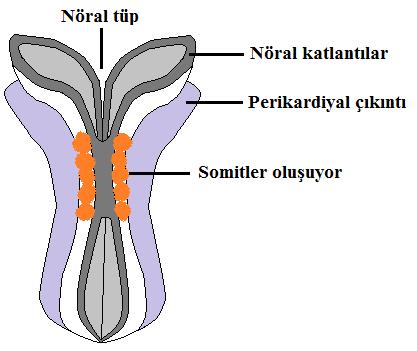 2 25 Nöral tüpün oluşması 21-22. günde kraniokaudal yönde orta hatta başlar.