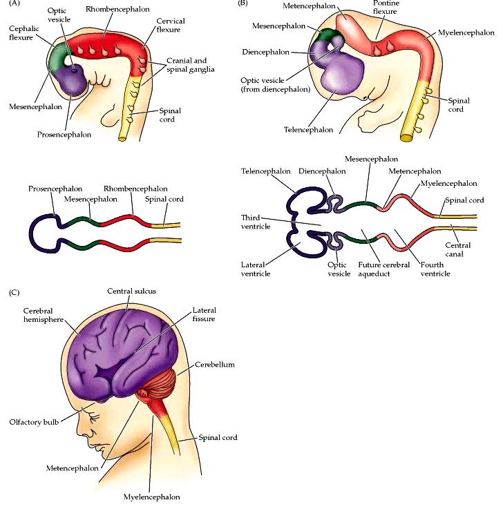 Bundan sonra santral sinir sistemi geniş sefalik bölümü (primer beyin