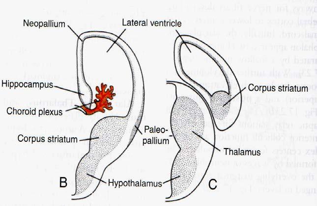 2. ayın ortalarında telensefalonun bazal bölümü