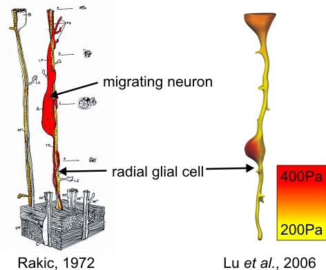 Göç sırasında en dikkat çeken olay genç nöronların (bipolar) radial glial hücreler çevresine dolanarak onları