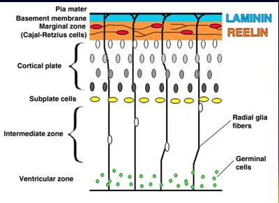 Nöronal prekürsör hücreler ventriküler zonda çoğalarak nöron