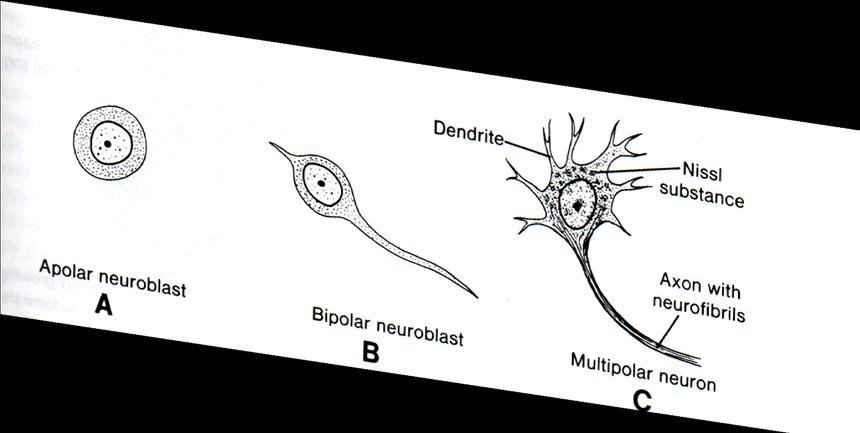 Nöronların Histolojik Farklılaşması Nöroblastların başlangıçta tek uzantıları vardır