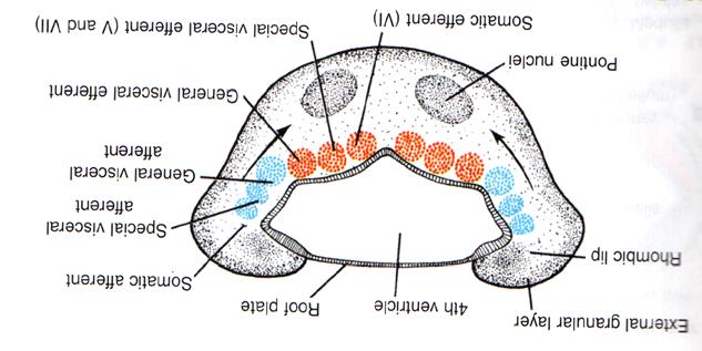 Rombonsefalon Metensefalondan cerebellum ve pons gelişir (denge ve hareket kontrolü, sinir liflerinin spinal kord ile beyin ve beyincik arasındaki yolu).