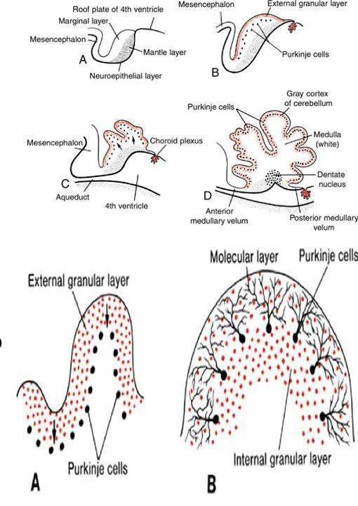 Başlangıçta cerebellar plak, nöroepitel, mantle ve marginal tabakalardan oluşur. Rombik dudakların belirmesinden sonra NE den göç eden hücreler dış granüler tabakayı yapar. 6.hf.