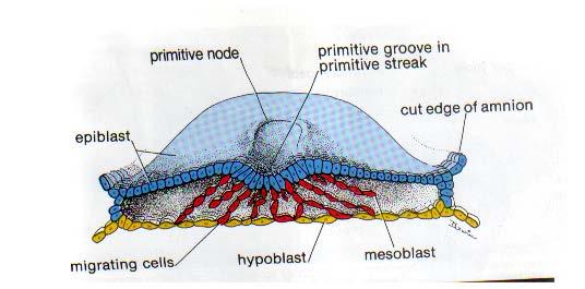 Primitif çizgi boyunca epiblast hücreleri aşağı doğru kayarlar.