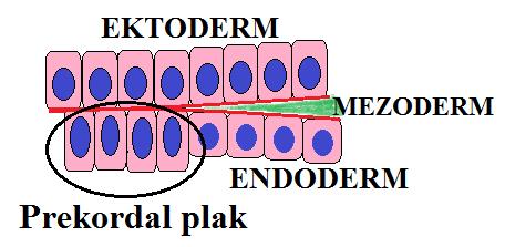 gün) *Epiblast ile yeni oluşan endoderm arasına yayılarak mezodermi