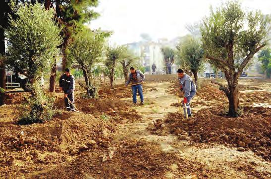 Haber Merkezi Dalından meyve Teomanpaşa Mahallesi nde konumlandırılan bahçenin ağaç dikim ve peyzaj çalışmaları devam ediyor.