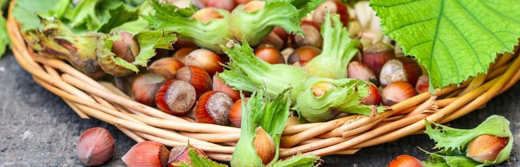 PRODUCTION AREAS & TYPES OF HAZELNUTS Turkey has two hazelnut producing regions: The 1 st Standard Region (eastern part region the Black Sea) includes the provinces of Ordu, Giresun, Trabzon, Rize