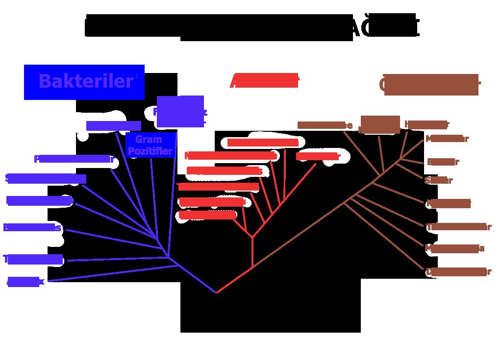 148 ZİRAAT, ORMAN VE SU ÜRÜNLERİNDE AKADEMİK ARAŞTIRMALAR Şekil 2: rrna dizi analizlerinin karşılaştırmasına göre canlıları üç üst-alem e göre sınıflandıran sistem şeması (Filogenetik yaşam ağacı)
