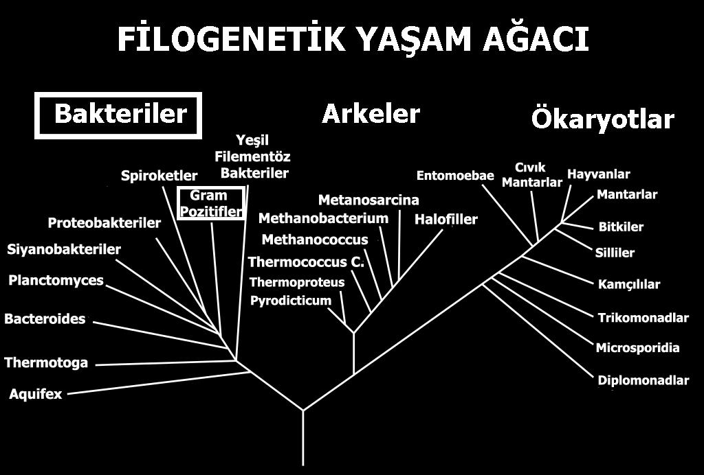 Fitoplazmalar temel olarak 16SrDNA geninin dizi analizlerine göre sınıflandırılmaktadır (Marcone, 2014).