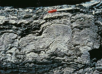 Bilinen en yaşlı fosiller siyanobakterilerin oluşturduğu stromatolitler olup 3.5 milyar yıl yaşındaki Arkeen kayaçlarında bulunmuştur. 3.5 milyar yıl önce.