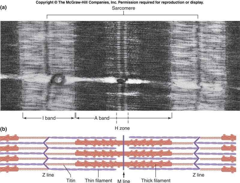 Sarkomer I bandı A bandı H bölgesi Z çizgisi Z çizgisi İnce