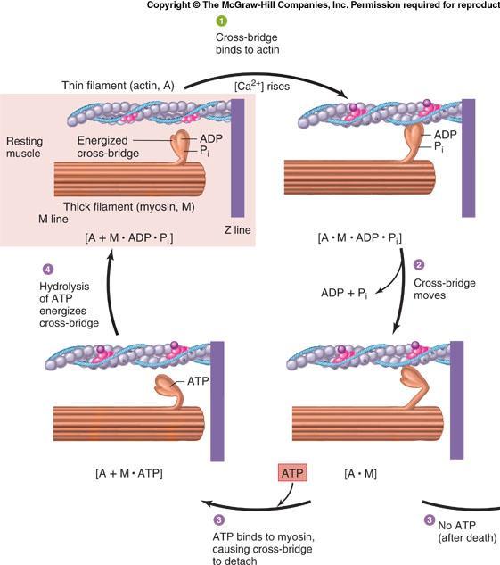 Çapraz köprü döngüsü için ATP gereklidir 1. Aktin üzerindeki miyosin bağlanma bölümü açılır ve enerjili miyosin bağlanır 4.