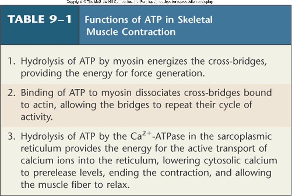 İskelet kası kasılmasında ATP nin rolü Miyosin tarafından ATP hidrolizi kasılma için gereken enrjiyi sağlar ATP nin miyosine bağlanması, aktine bağlanmayı engeller ve yeni bir döngünün