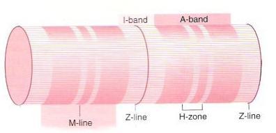 H Bölgesi: A bandının merkezi kısmı (daha az yoğun) M çizgisi: H