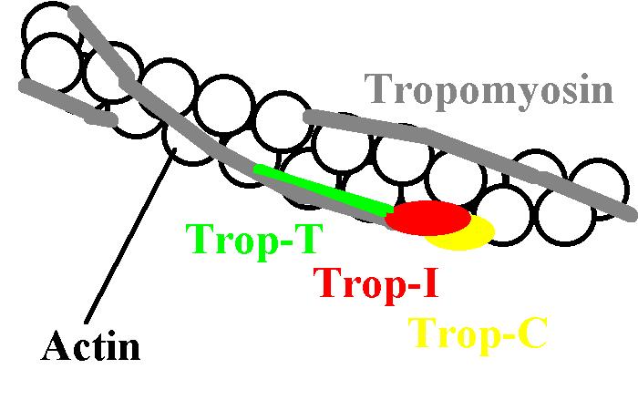 Troponin 3 alt birimden oluşur.
