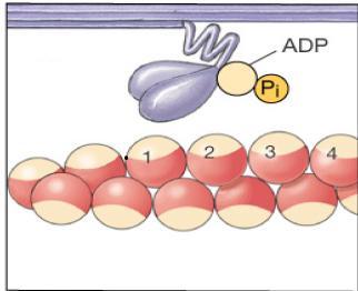 1. Miyozindeki ATPaz aktivitesi ATP yi hidroliz eder.