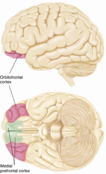 Evet yüzdesi Tepki Örüntüleri Olarak Duygular (devam) Ventromedial Prefrontal Cortex (vmpfc) Medial orbitofrontal korteks ve subgenual anterior cingulate korteksi içerir.