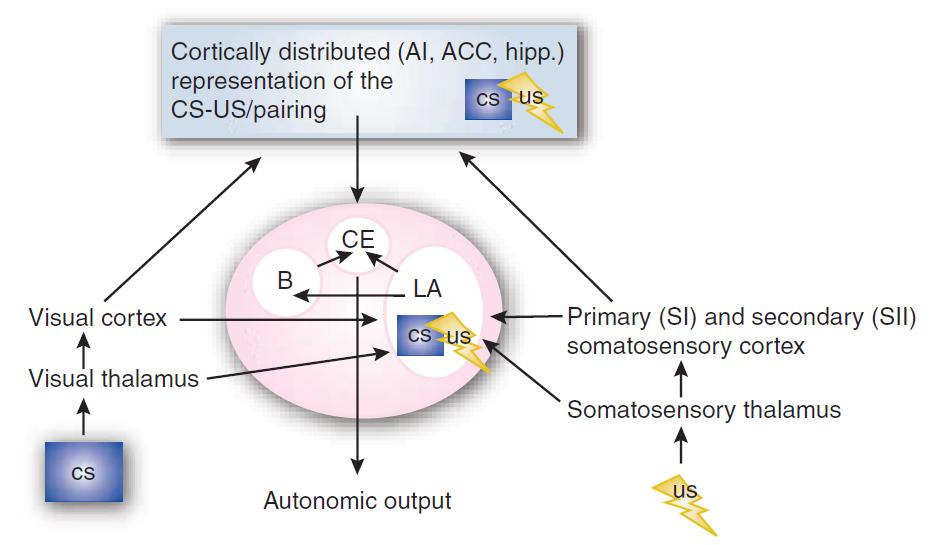 Amygdala ve korku koşullaması AI: the anterior insula ACC: the anterior cingulate cortex hipp.