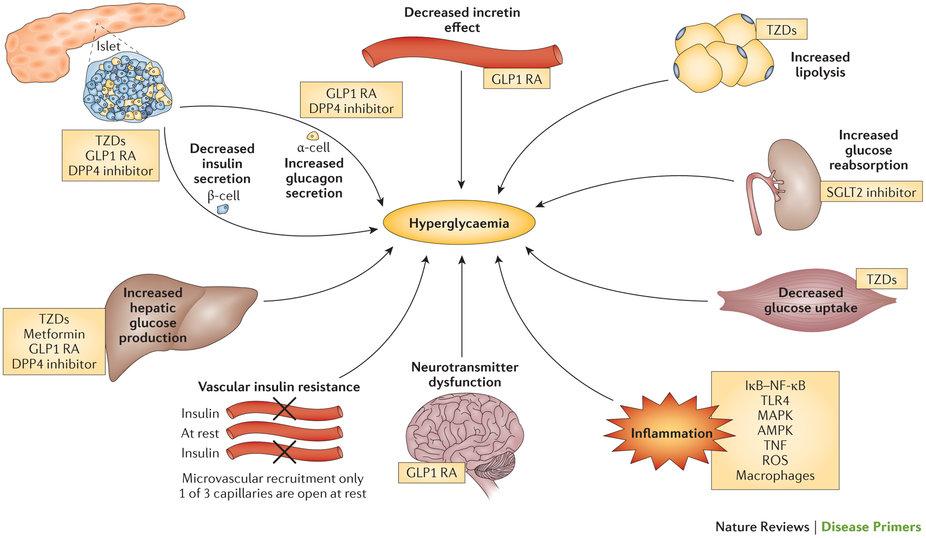 Tip 2 DM da Hipergliseminin Uğursuz Sekizlisi DeFronzo, R. A. et al.