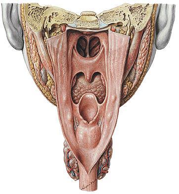 PHARYNX -