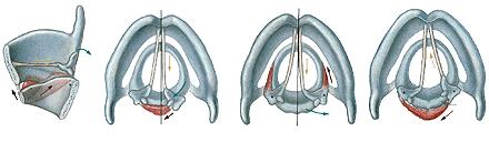 Solunum Sistemi