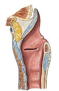 Membrana fibroelastica laryngis Membrana quadrangularis Plica aryepiglottica lig.