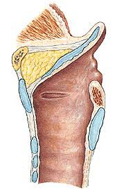 Solunum Sistemi