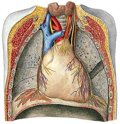 Mediastinum medium Kalp, pericardium, aorta ascendens, v. cava superior un alt yarısı, v.