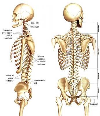 COLUMNA