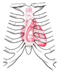 Solunum Sistemi