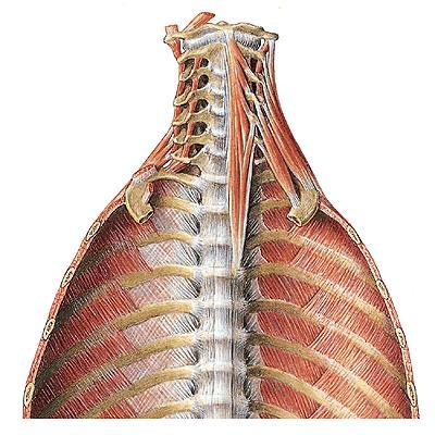 M. INTERCOSTALIS INTERNI Origin: Sternum Insertio: Angulus costae İşlev: Kaburgaları aşağıya