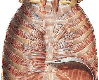 M. INTERCOSTALIS INTIMI Origin: Sternum Insertio: Angulus costae İşlev: Kaburgaları aşağıya