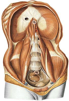 DIAPHRAGMA Origin: PARS STERNALIS PARS COSTALIS PARS LUMBALIS