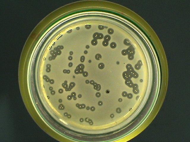 Yöresel Peynirden Antimikrobiyal Aktiviteye Sahip Laktik Asit Bakterisinin İzolasyonu ve Tanısı indikatör bakterilerden Lactobacillus plantarum, Enterococcus faecalis, Enterococcus faecium ve