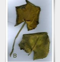 1B. Organoleptik İncelemeler Kıvrılmış, büzüşmüş yaprak, herba veya çiçeklerden ibaret