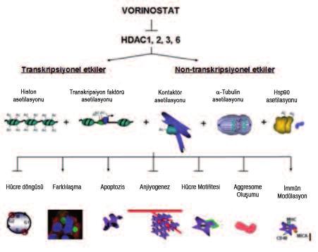 HİSTONLARIN ASETİLASYONU VE HİSTON DEASETİLAZ İNHİBİTÖRLERİ ŞEKİL 12: SAHA nın açık formülü. 2.