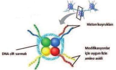 HİSTONLARIN POSTTRANSLASYONEL MODİFİKASYONLARI Histonlar, ökaryotik hücrelerde, DNA ile iyonik bağ yapmak suretiyle birleşerek nükleozom yapısını oluşturan basit bazik karakterde proteinlerdir.