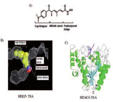 HİSTONLARIN ASETİLASYONU VE HİSTON DEASETİLAZ İNHİBİTÖRLERİ ŞEKİL 5: HDAC inhibitörlerinin histon ve histon olmayan proteinler üzerindeki etkisi. 51 (Renkli hali için Bkz. http://www.